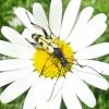 Rutpela maculata
